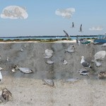 Art Education Student's Work birds on beach near water